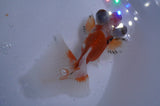 Butterfly  Red White 3.5 Inch (ID#328B8b-43) Free2Day SHIPPING