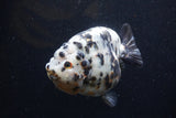 Jumbo Ranchu  Calico 5 Inch (ID#1220R14a-99)