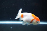 Ranchu  Sakura 3 Inch (ID#1004R5c-81) Free2Day SHIPPING