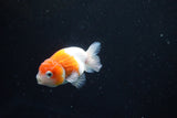 Ranchu  Sakura 3 Inch (ID#1004R5c-81) Free2Day SHIPPING