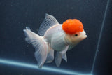 Thai Oranda  Red Cap 5.5 Inch (ID#1015To13a-48) Free2Day SHIPPING