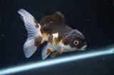 Juvenile Thai Oranda  Tricolor 4 Inch (ID#404T13b-71) Free2Day SHIPPING
