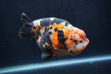 Milk Cow Ranchu  Calico 5 Inch (ID#1231R10c-84) Free2Day SHIPPING