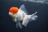 Thai Oranda  Red Cap 5.5 Inch (ID#1015To13a-48) Free2Day SHIPPING