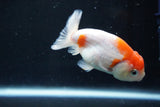 Ranchu  Sakura 3 Inch (ID#1004R5c-81) Free2Day SHIPPING