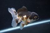 Juvenile Thai Oranda  Tricolor 4 Inch (ID#404T13b-71) Free2Day SHIPPING