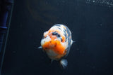 Milk Cow Ranchu  Calico 5 Inch (ID#1231R10c-84) Free2Day SHIPPING