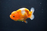 Juvenile Lionchu  Red White 3 Inch (ID#1004R11a-23) Free2Day SHIPPING