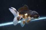 Juvenile Thai Oranda  Tricolor 4 Inch (ID#404T13b-71) Free2Day SHIPPING