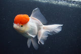 Thai Oranda  Red Cap 5.5 Inch (ID#1015To13a-48) Free2Day SHIPPING