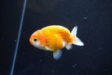 Ranchu  Sakura 3 Inch (ID#1004R5c-82) Free2Day SHIPPING