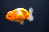 Juvenile Lionchu  Red White 3 Inch (ID#1004R11a-23) Free2Day SHIPPING