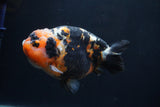 Milk Cow Ranchu  Calico 5 Inch (ID#1231R10c-84) Free2Day SHIPPING