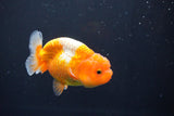 Juvenile Lionchu  Red White 3 Inch (ID#1004R11a-23) Free2Day SHIPPING