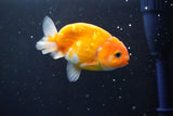 Ranchu  Sakura 3 Inch (ID#1004R5c-82) Free2Day SHIPPING