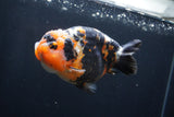 Milk Cow Ranchu  Calico 5 Inch (ID#1231R10c-84) Free2Day SHIPPING