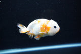 Milk Cow Ranchu  Calico 4 Inch (ID#1108R10c-47) Free2Day SHIPPING