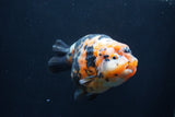 Milk Cow Ranchu  Calico 5 Inch (ID#1231R10c-84) Free2Day SHIPPING