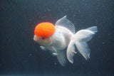 Thai Oranda  Red Cap 5.5 Inch (ID#1011To13a-44) Free2Day SHIPPING