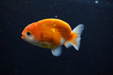 Ranchu  Sakura 3 Inch (ID#1004R5c-82) Free2Day SHIPPING