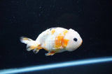 Milk Cow Ranchu  Calico 4 Inch (ID#1108R10c-47) Free2Day SHIPPING