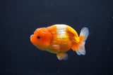 Juvenile Lionchu  Red White 3 Inch (ID#1004R11a-23) Free2Day SHIPPING