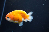 Ranchu  Sakura 3 Inch (ID#1004R5c-82) Free2Day SHIPPING