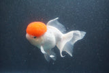 Thai Oranda  Red Cap 5.5 Inch (ID#1011To13a-44) Free2Day SHIPPING