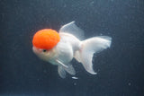 Thai Oranda  Red Cap 5.5 Inch (ID#1011To13a-44) Free2Day SHIPPING