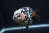 Jumbo Ranchu  Calico 5 Inch (ID#1220R14a-100)