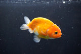 Ranchu  Sakura 3 Inch (ID#1004R5c-82) Free2Day SHIPPING