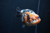 Milk Cow Ranchu  Calico 5 Inch (ID#1231R10c-84) Free2Day SHIPPING