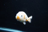 Milk Cow Ranchu  Calico 4 Inch (ID#1108R10c-47) Free2Day SHIPPING