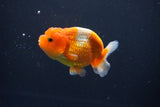 Juvenile Lionchu  Red White 3 Inch (ID#1004R11a-23) Free2Day SHIPPING