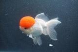 Thai Oranda  Red Cap 5.5 Inch (ID#1011To13a-44) Free2Day SHIPPING