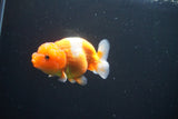 Juvenile Lionchu  Red White 3 Inch (ID#1004R11a-23) Free2Day SHIPPING