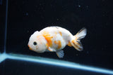 Milk Cow Ranchu  Calico 4 Inch (ID#1108R10c-47) Free2Day SHIPPING