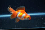 Butterfly  Sakura 3 Inch (ID#304B8b-43) Free2Day SHIPPING