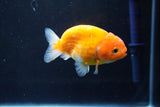 Ranchu  Sakura 3 Inch (ID#1004R5c-82) Free2Day SHIPPING