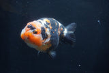 Milk Cow Ranchu  Calico 5 Inch (ID#1231R10c-84) Free2Day SHIPPING