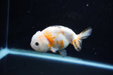 Milk Cow Ranchu  Calico 4 Inch (ID#1108R10c-47) Free2Day SHIPPING