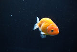 Ranchu  Sakura 3 Inch (ID#1004R5c-82) Free2Day SHIPPING