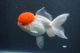 Thai Oranda  Red Cap 5.5 Inch (ID#1011To13a-44) Free2Day SHIPPING