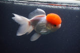 Thai Oranda  Red Cap 5.5 Inch (ID#1011To13a-44) Free2Day SHIPPING