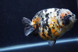 Jumbo Ranchu  Calico 5 Inch (ID#1220R14a-100)