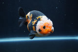 Milk Cow Ranchu  Calico 4 Inch (ID#1231R10c-85) Free2Day SHIPPING