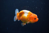 Juvenile Lionchu  Red White 3 Inch (ID#1004R11a-23) Free2Day SHIPPING