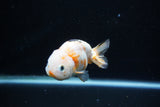 Milk Cow Ranchu  Calico 4 Inch (ID#1108R10c-47) Free2Day SHIPPING