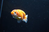 Ranchu  Sakura 3 Inch (ID#1004R5c-82) Free2Day SHIPPING