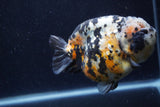 Jumbo Ranchu  Calico 5 Inch (ID#1220R14a-100)